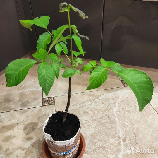 Грецкий орех саженцы