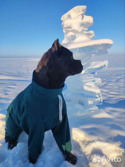 Продается комбинезон для собак