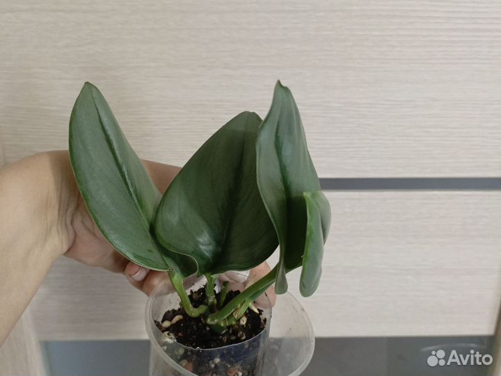 Сциндапсус мунлайт