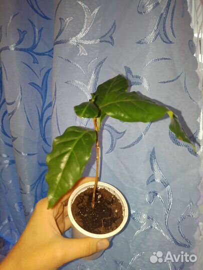 Кофе Арабика