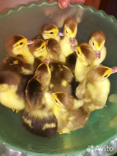 Утята индоутки