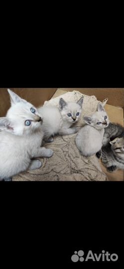 Британские котята