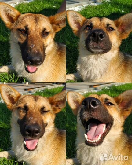 Метис овчарки маленькая Лора с переломом бедра