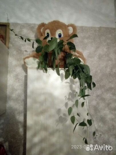 Клеродендрум