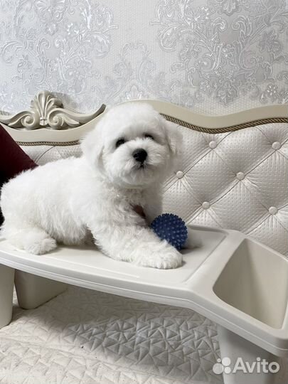 Бишон фризе мальчик