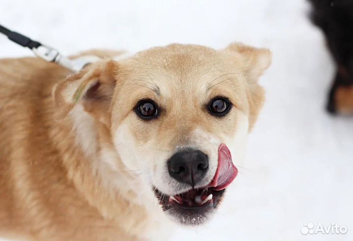 Щенок(5,5мес) бесплатно