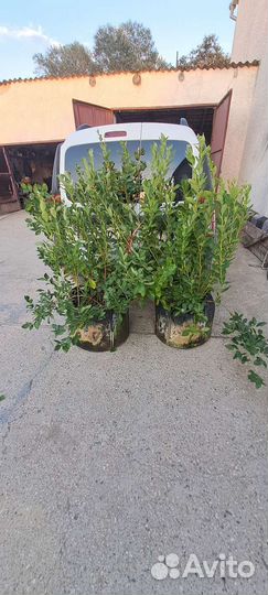 Голубика сорт 