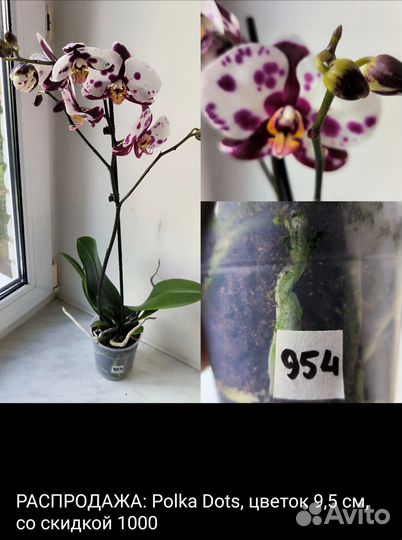 Орхидеи фаленопсис и каттлеи сортовые отцветашки