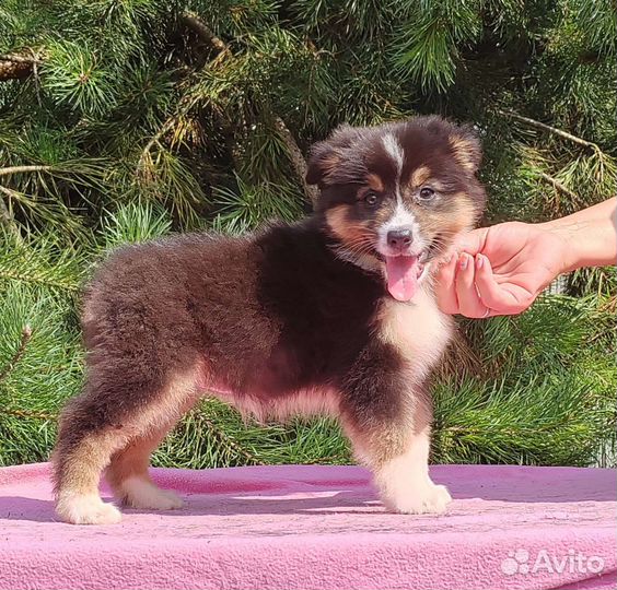 Австралийская овчарка