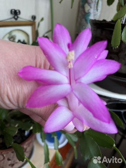 Декабристы шлюмбергера сортовые