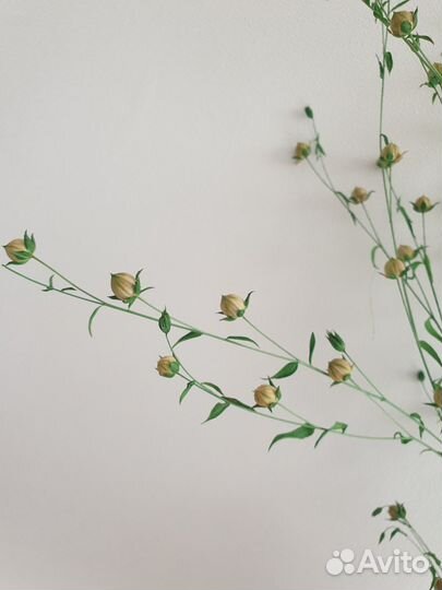 Лен сухоцвет