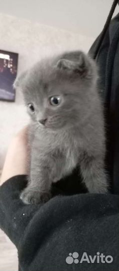 Британские котята