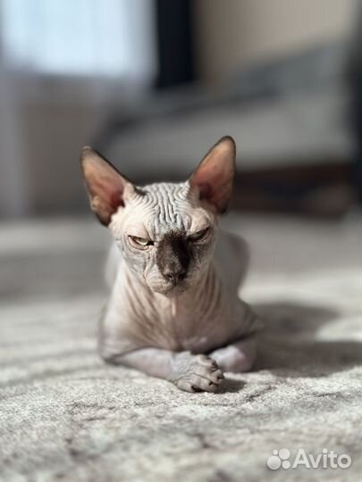 Канадский сфинкс вязка