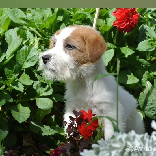 Собаки щенки