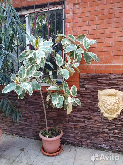 Комнатные цветы юкка