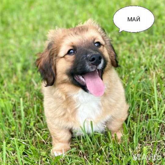 Малыши коротколапики 2,5 мес