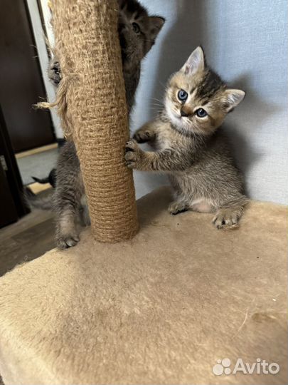 Британские котята
