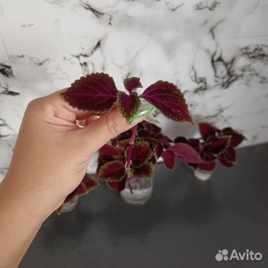 Колеус рассада