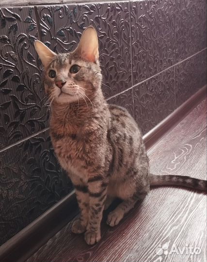 Savana кот