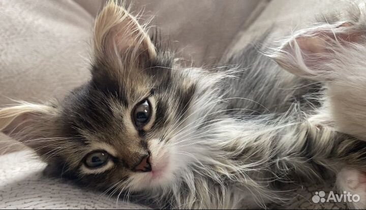 Котята в добрые ручки