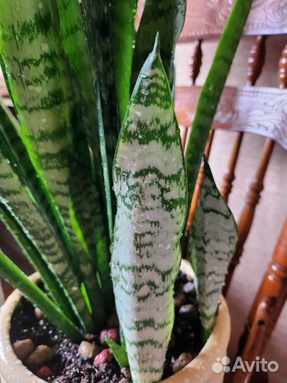 Сансевиерия Зейланика