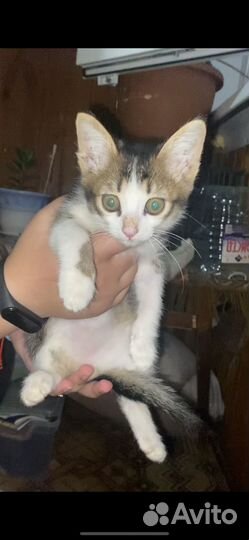 Котёнок