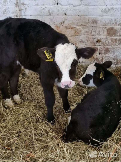 Бычки в наличии от 1 месяца