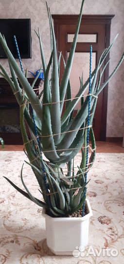 Алоэ 8ми летний