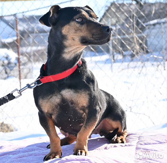 Маленькая собака в добрые руки