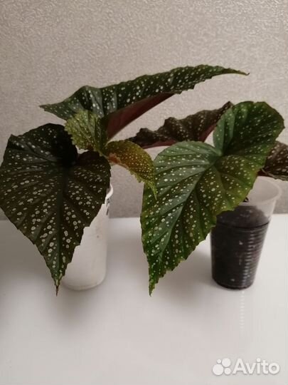 Комнатные цветы