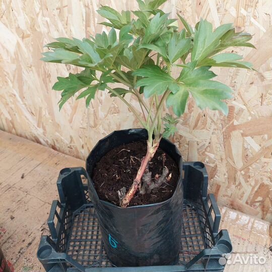 Пион бартзелла