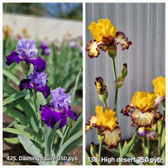 Ирисы бородатые сортовые