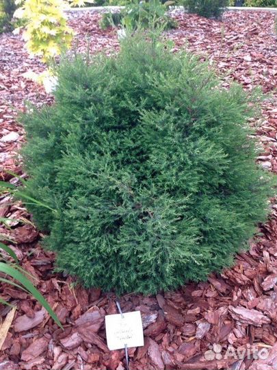 Туя Эрикоидес