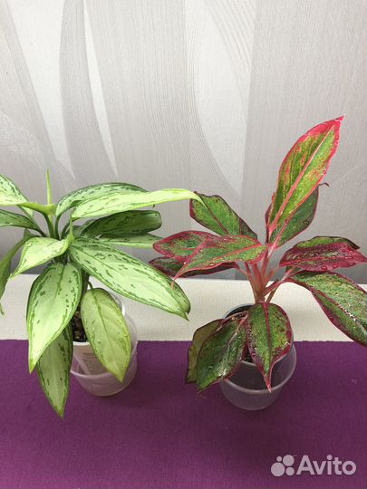 Аглаонема silver Queen + red