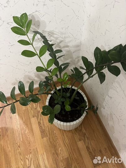 Замиокулькас