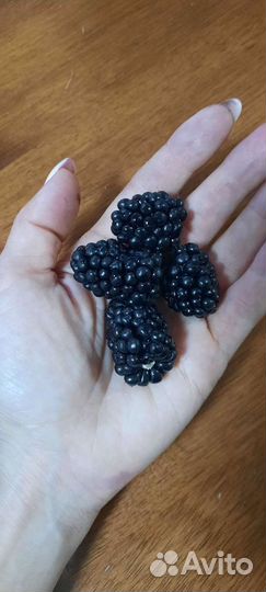 Ежевика Торнфри Саженцы