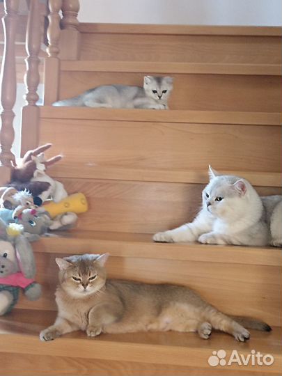 Один единственный остался