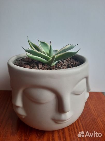 Агава Потаторум вариегатная