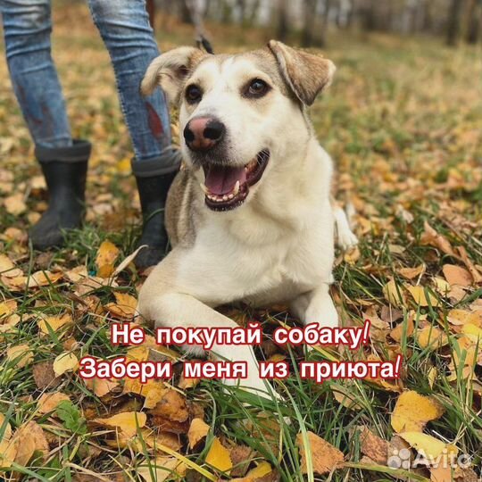 Собака в добрые руки отдам бесплатно