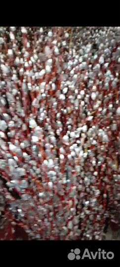 Продаю вербу