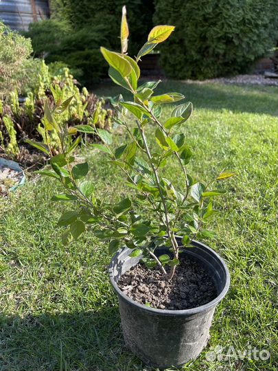 Кизильник блестящий