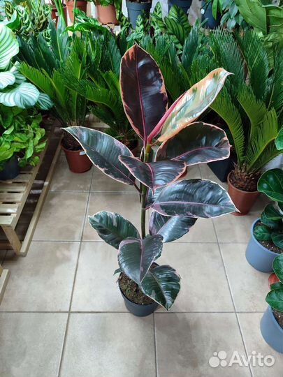 Фикус эластика Belize высотой 88 см