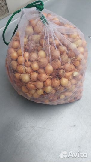 Лук севок (сенчик)