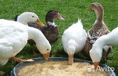 Комбикорм для Взрослой Водоплавающей Птицы