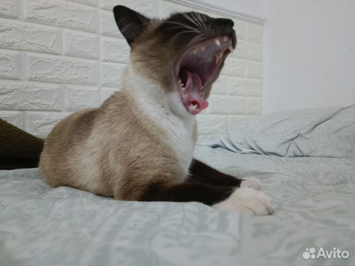 Догситтер, передержка животных