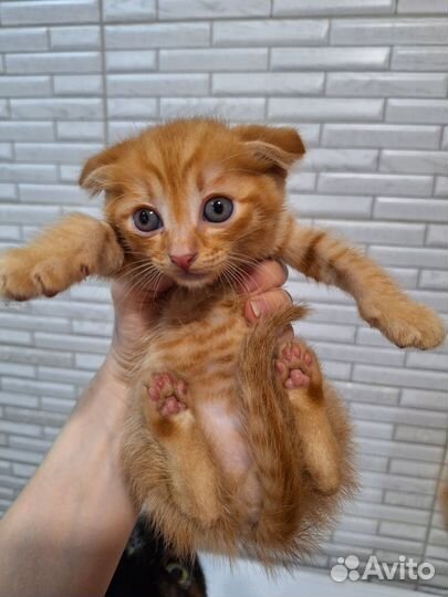 Вислоухие котята