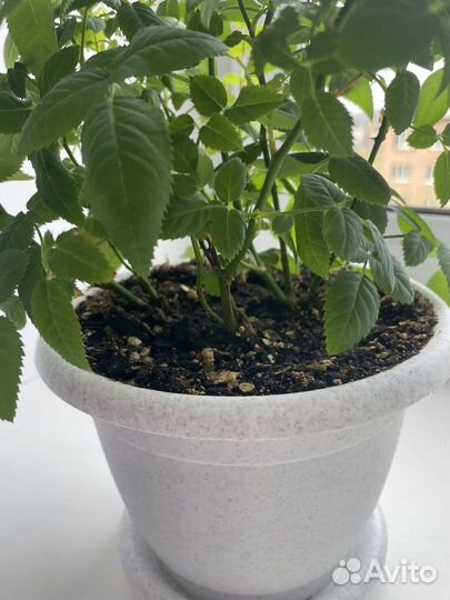 Роза комнатная