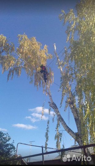 Спил деревьев, арборист