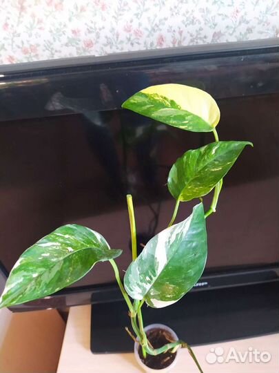 Саншайн, параизо верде