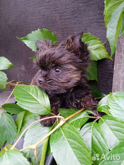 Цветной Йорк, микро девочка